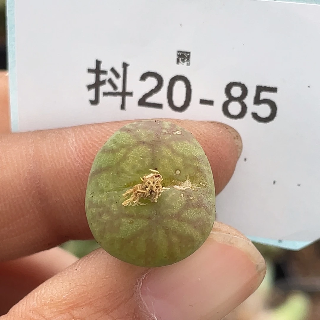 20-85墨杂多肉植物