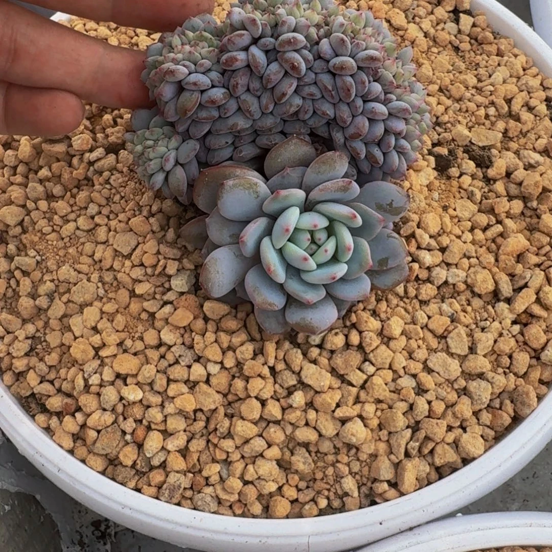 星星橙 缀化 一物一拍