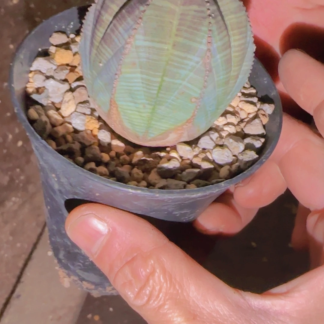 斌*块根植物块根植物