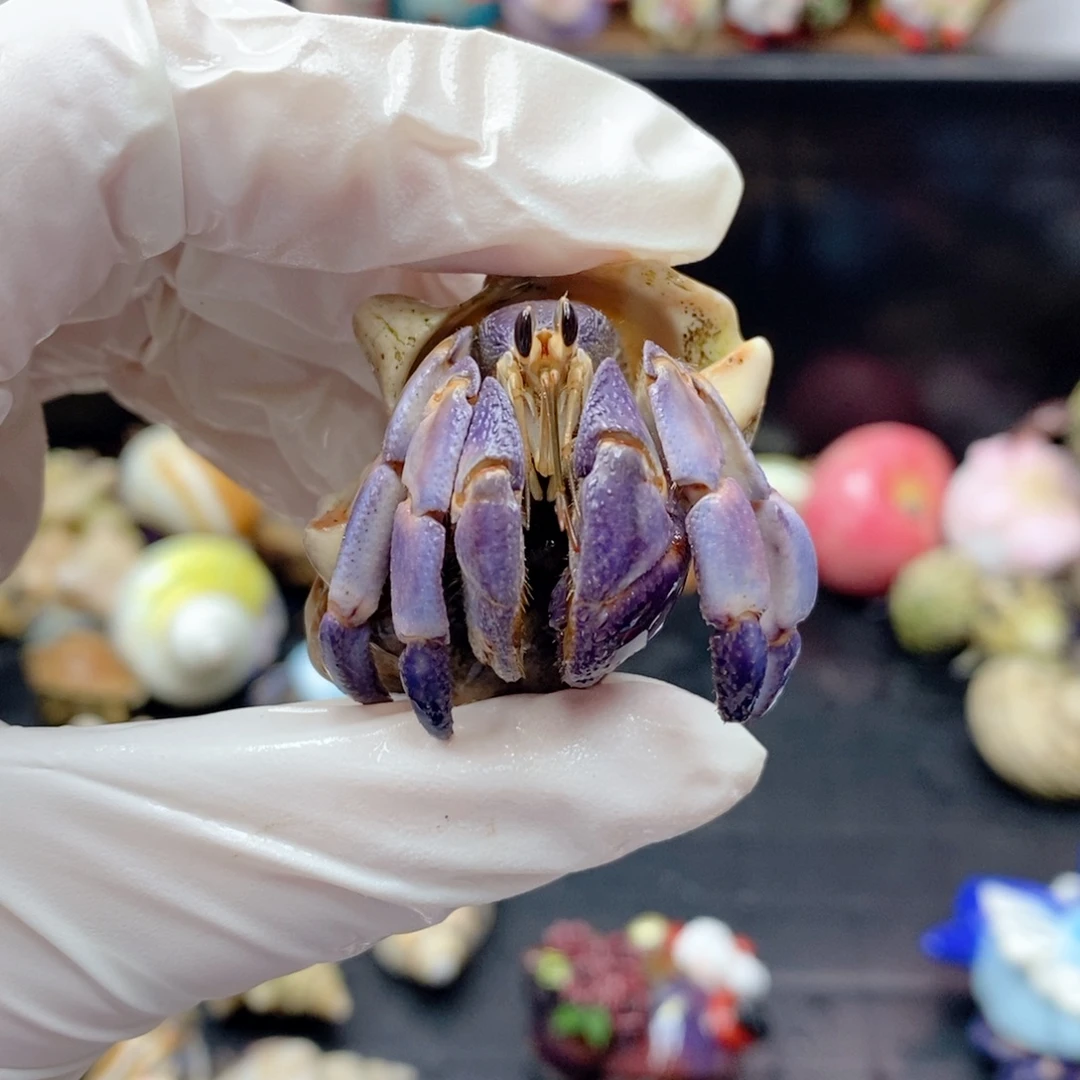 通体葡萄紫2.3口径