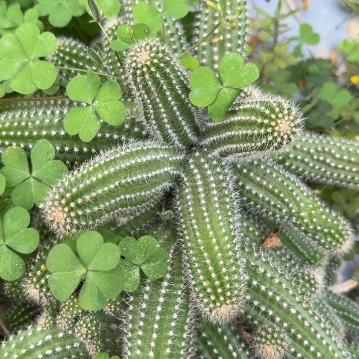 白檀仙人掌10种侧芽