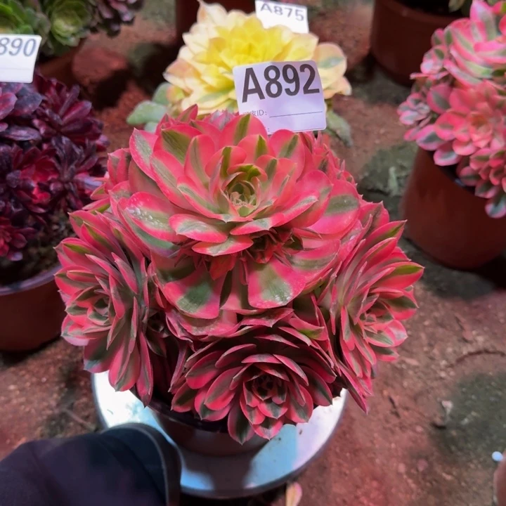 红陶用****4粉女巫892多肉