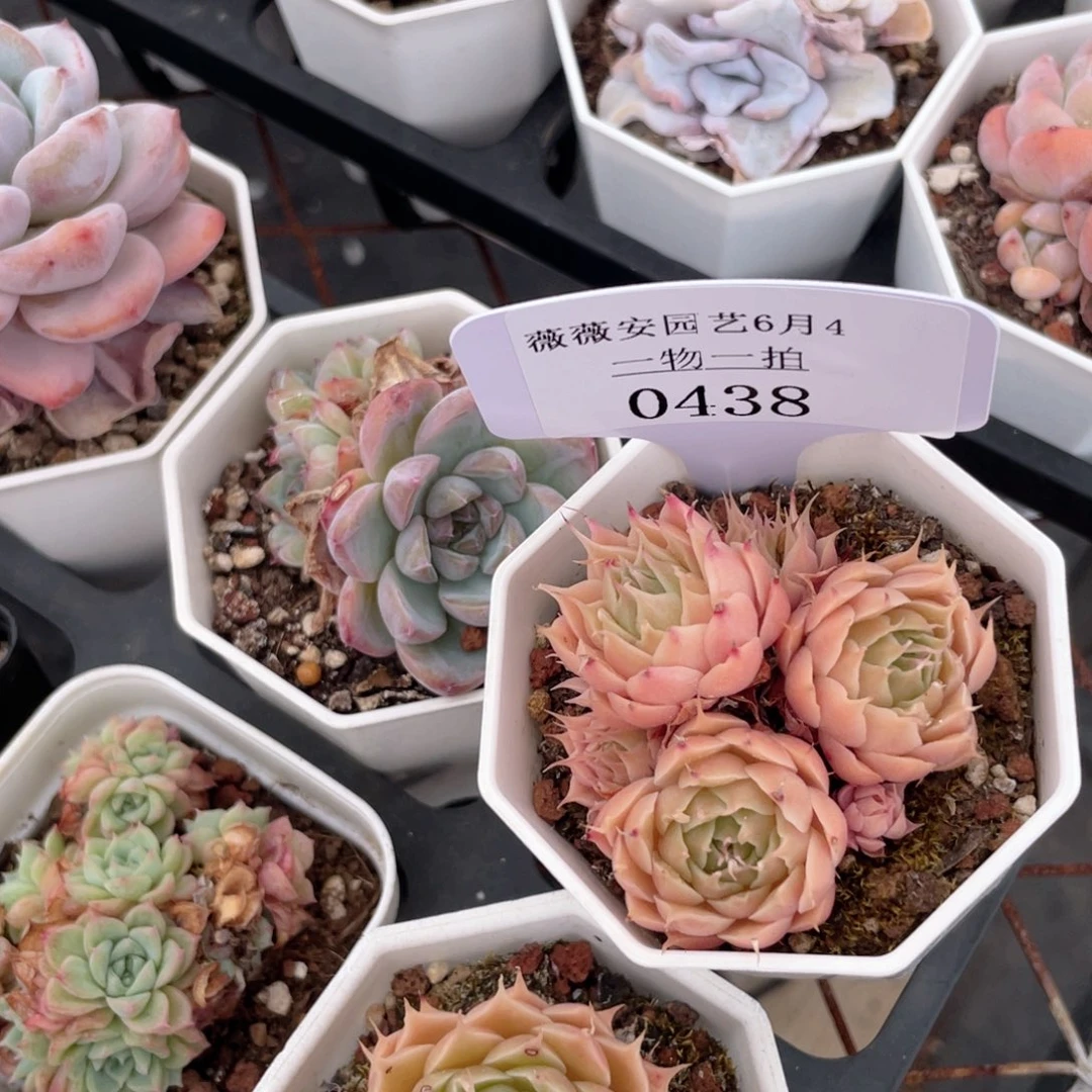 薇薇安园艺多肉0438