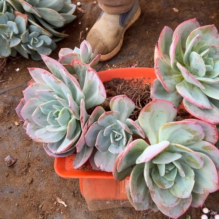 依***你地栽瑕疵血凤2棵杆子有瑕疵（不售后）