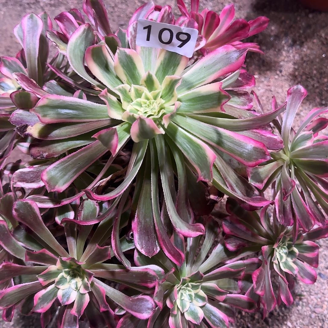 古***月多肉植物波斯法师109