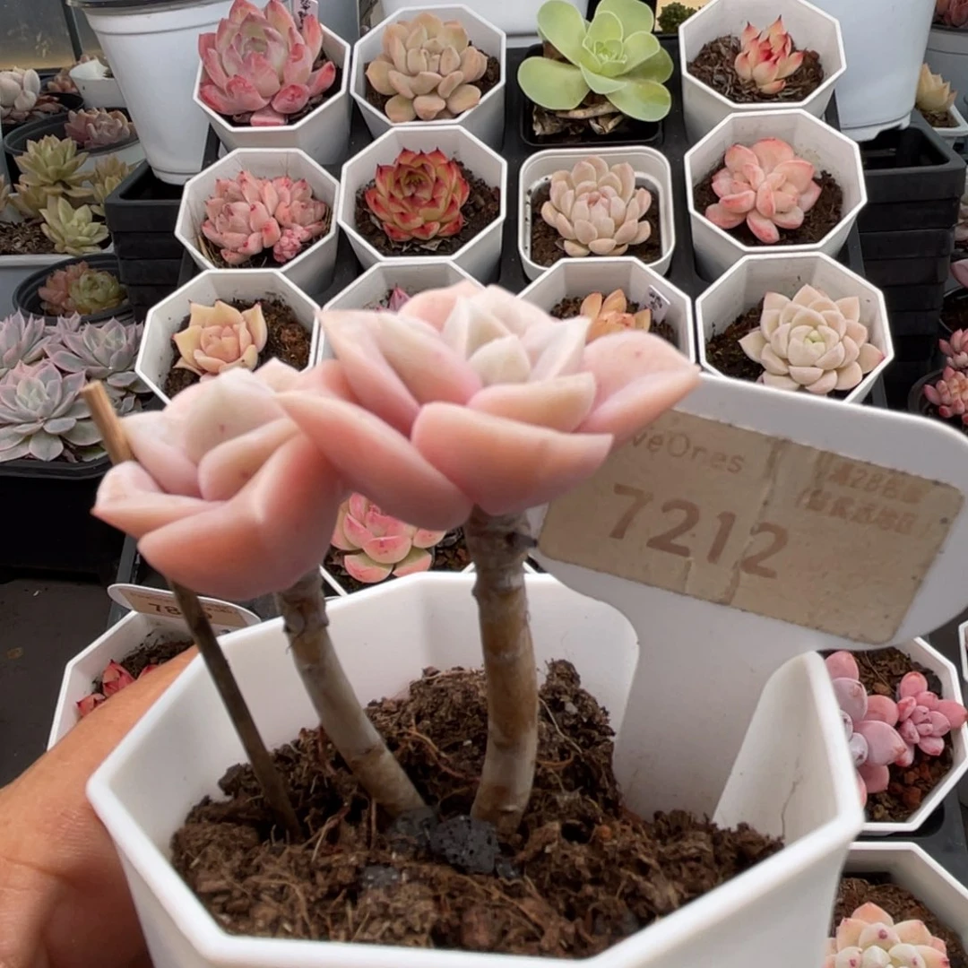 可爱玫瑰7212-5.0厘米