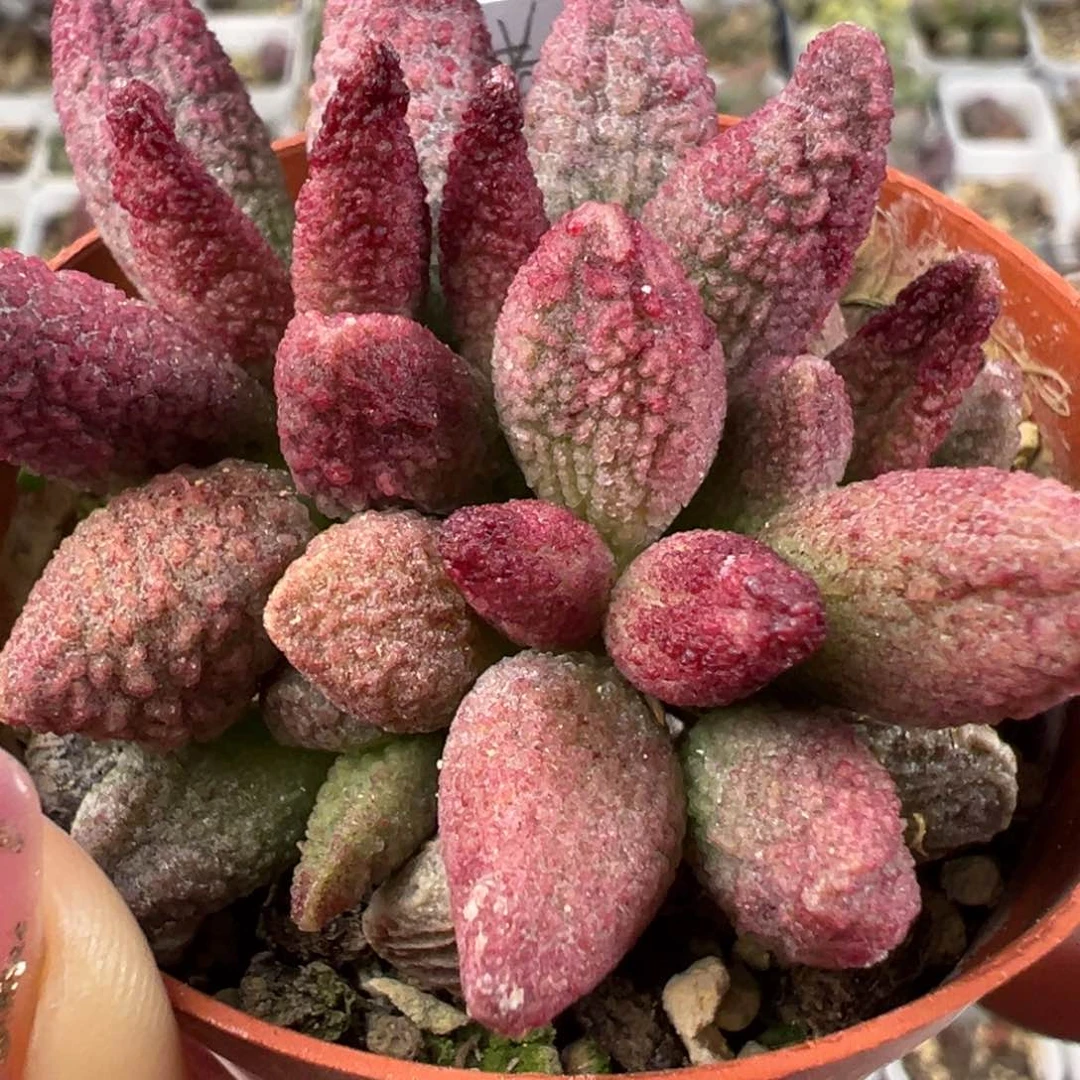 猪尾巴满盆老桩多肉植物