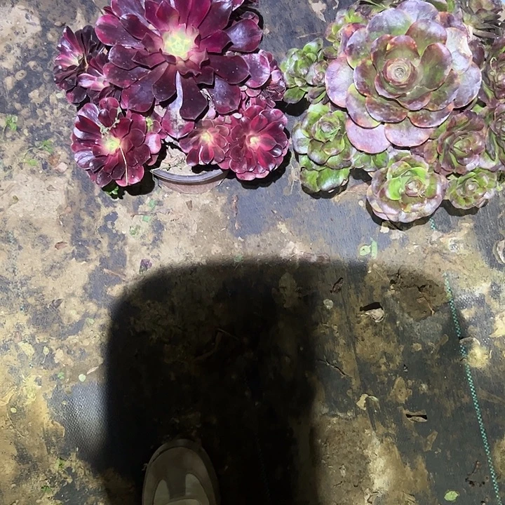 不包侧枝一物一拍20