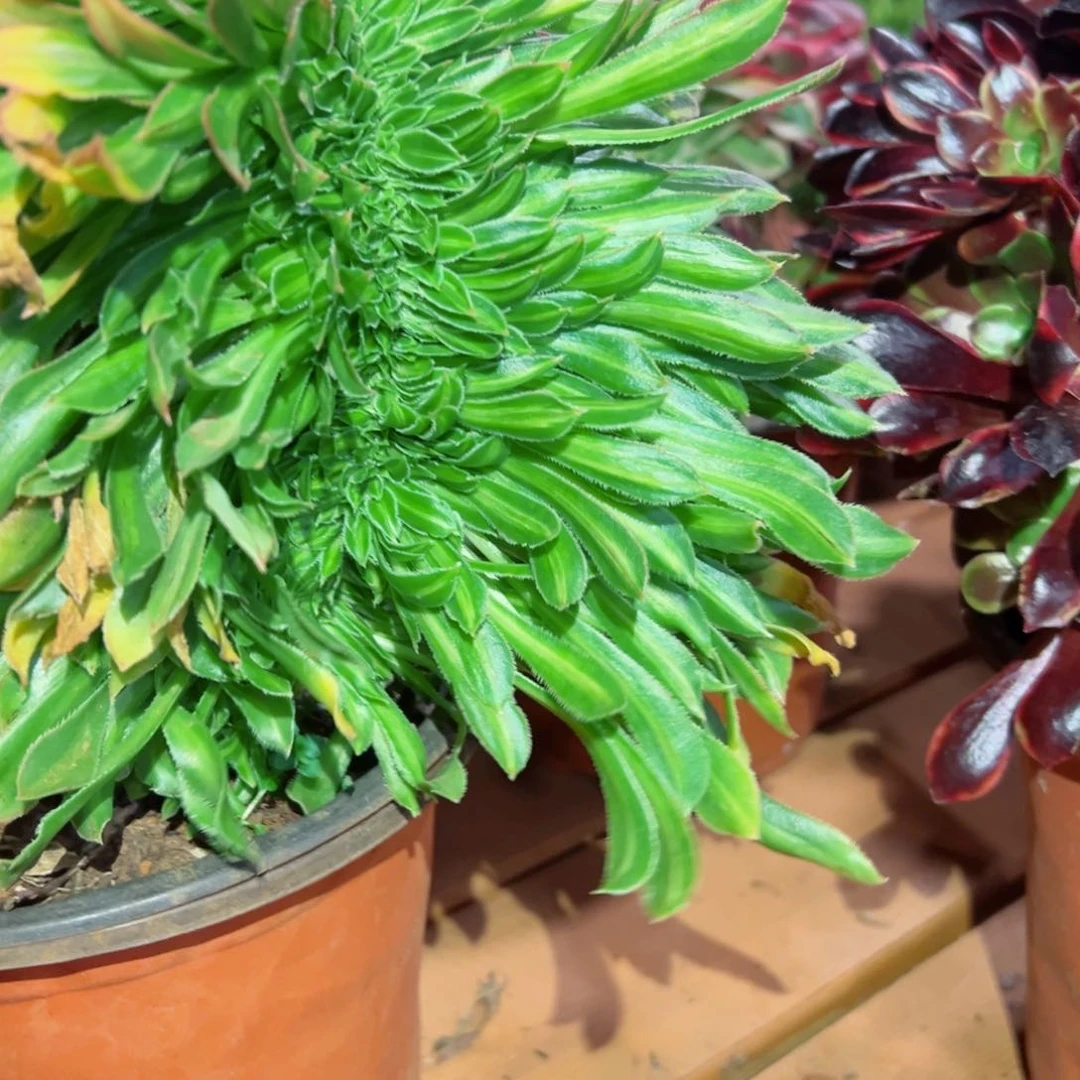 309 号多肉法师新年福利