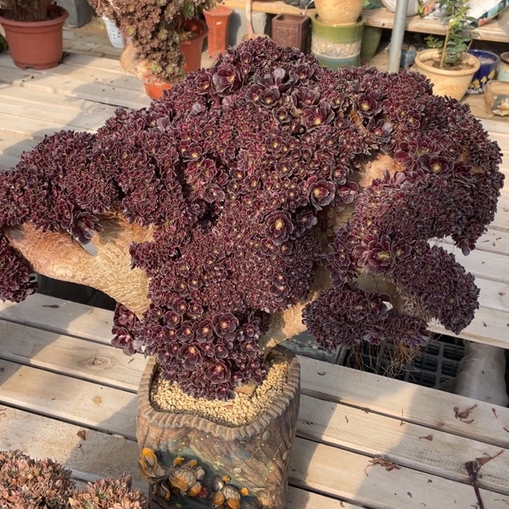 法师老桩缀化欧紫朵朵