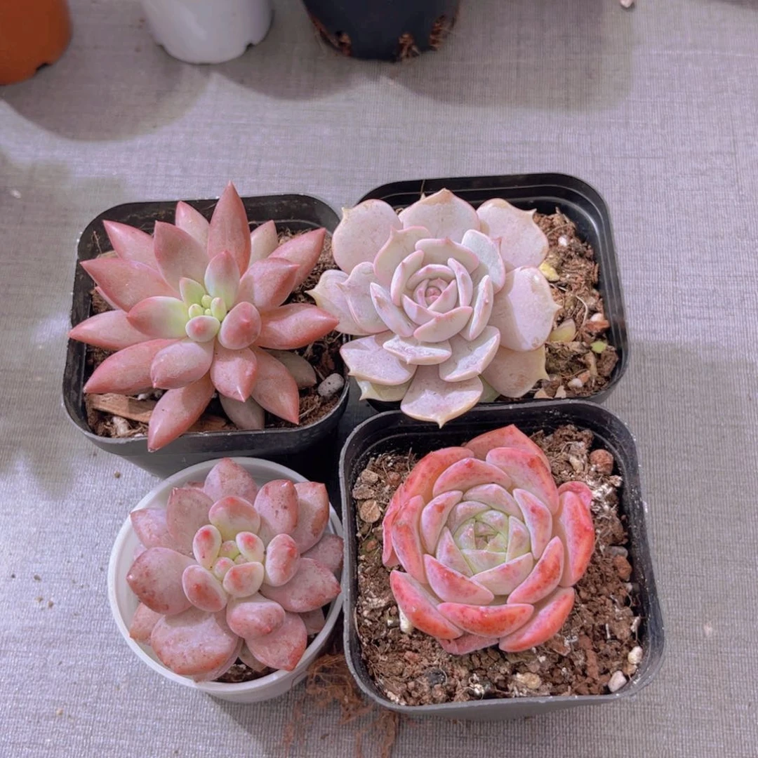 蜻蜓。露娜莲。 半夏。粉恋