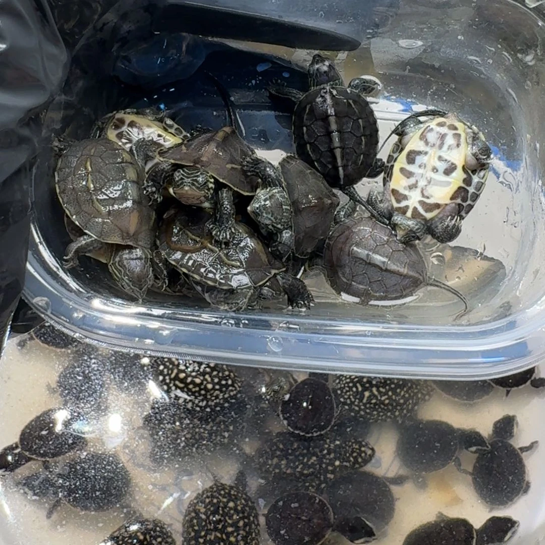 母绿毛龟10只花杂草不包全品