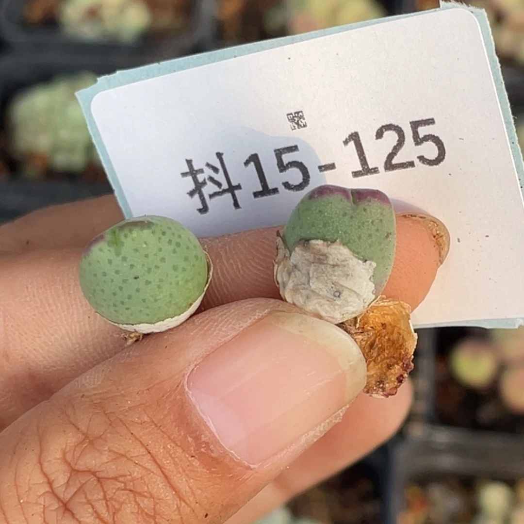 嗯***哼15-125肉锥多肉植物