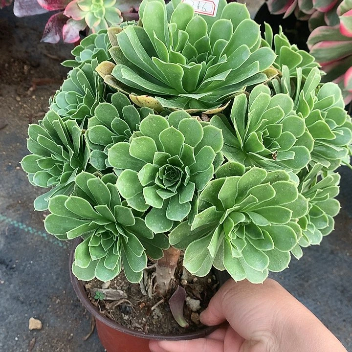 366翡翠玫瑰多肉植物