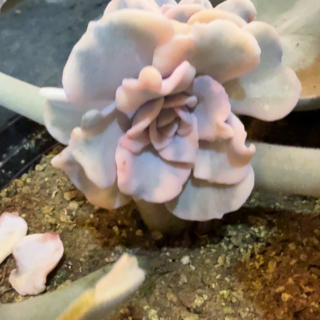 东***烨饺子皮主头 安吉园艺