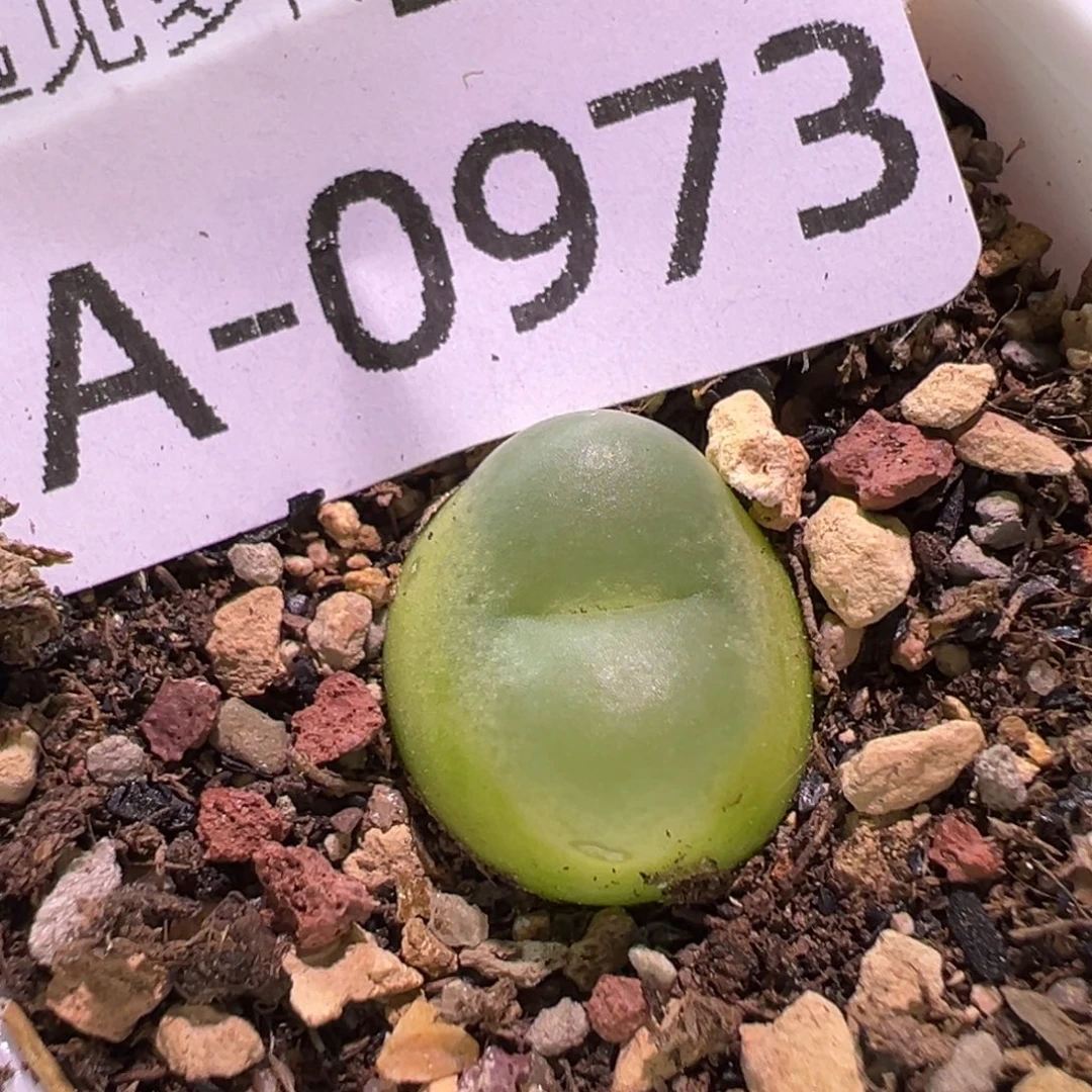 多肉植物1111111111