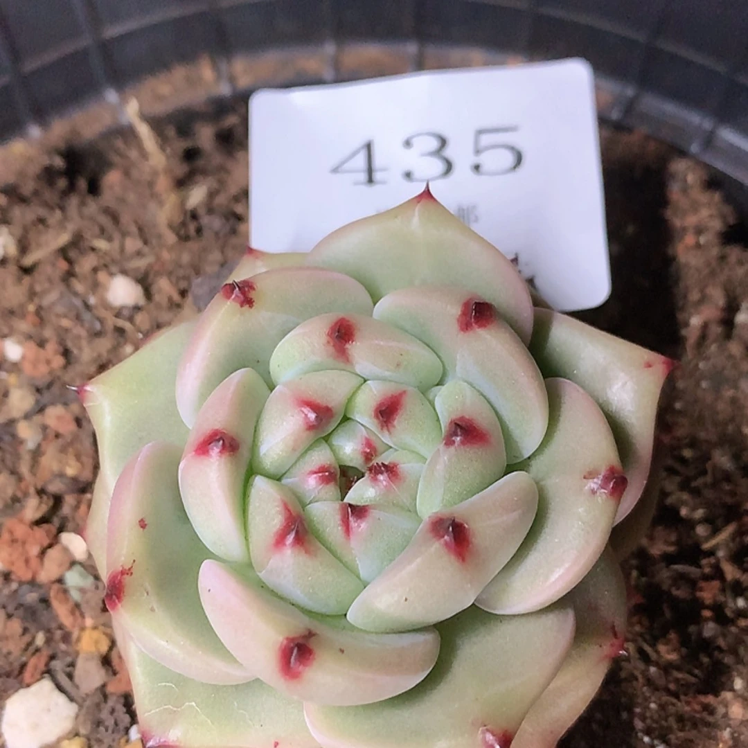 【闪购商品】云435