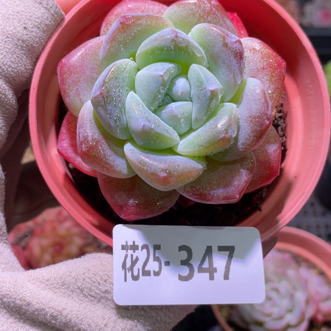 花利美25-347冰玉