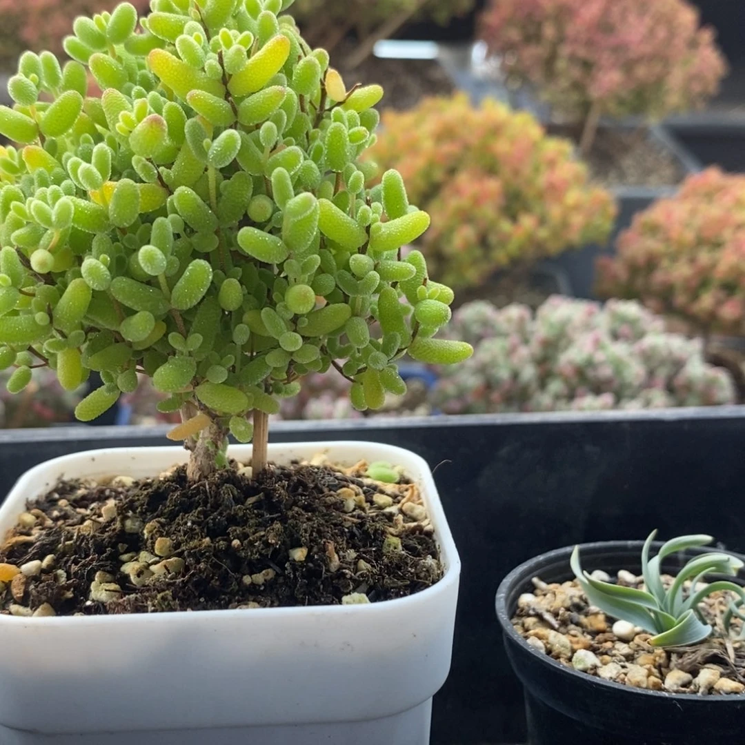 胡**耶组合4129枝干番杏