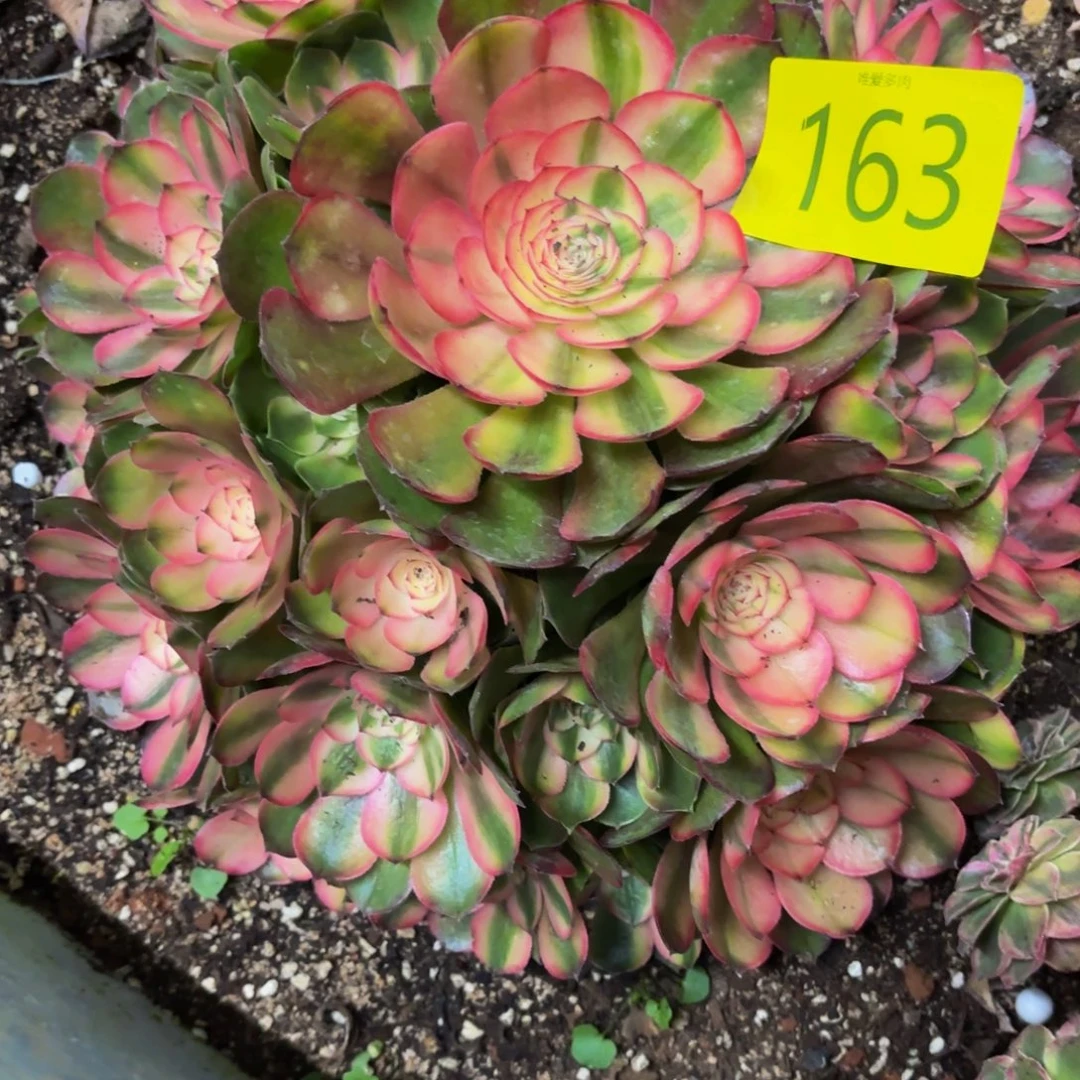 哈哈多肉葡萄荔枝163