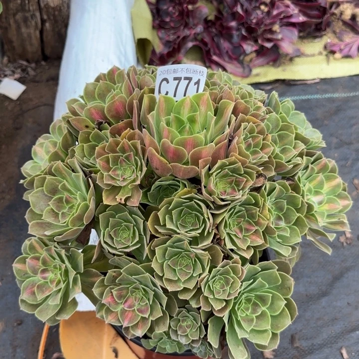 女巫中班……多肉植物……