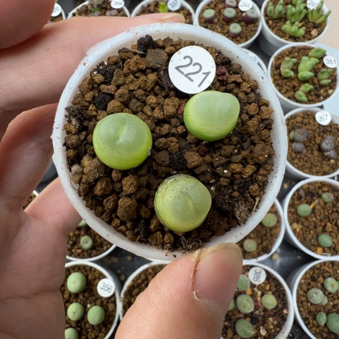 拉登一颗脱土2210000