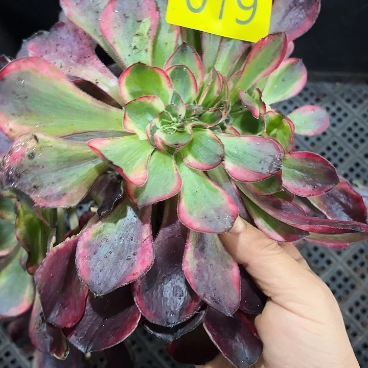 多肉植物福利019