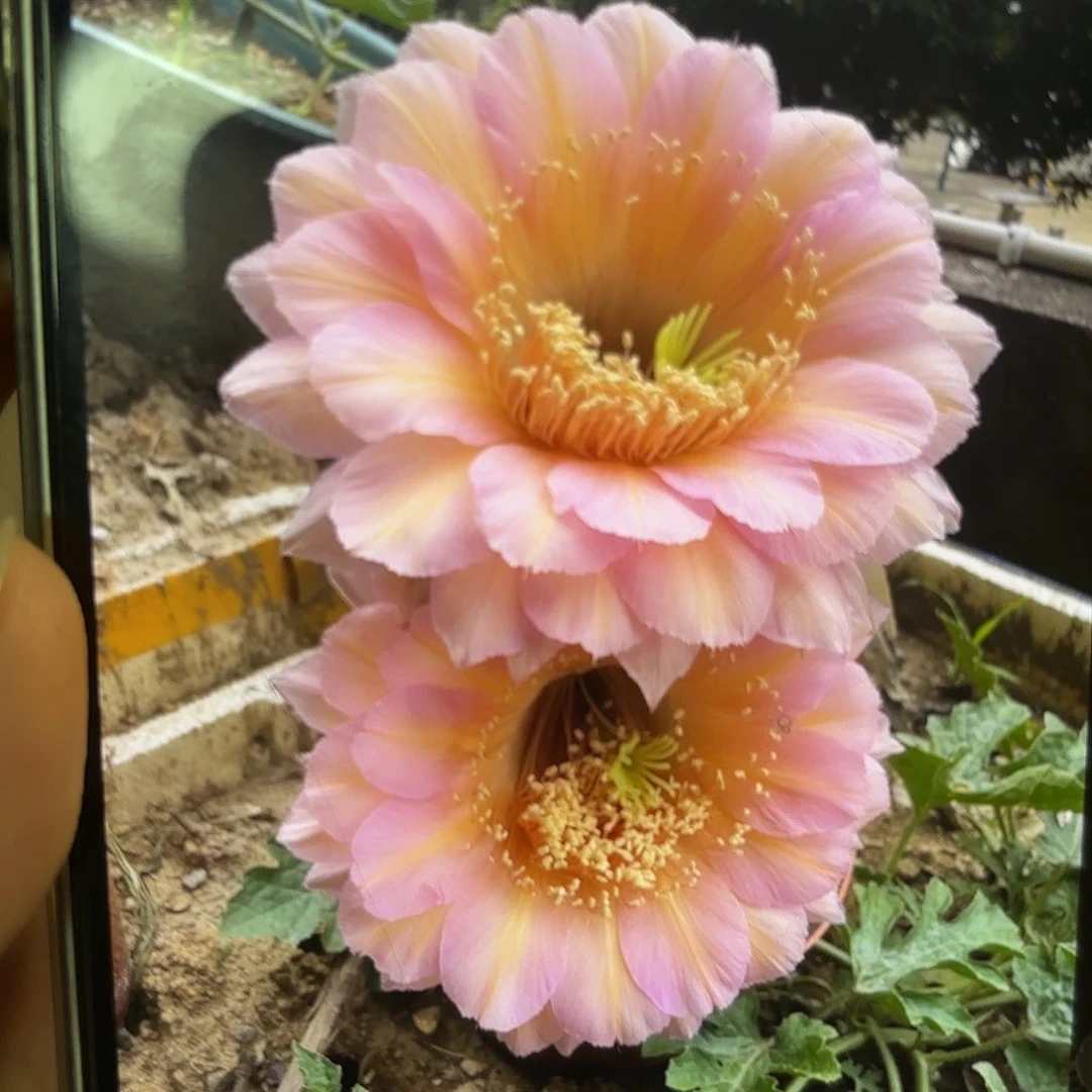 彩草48号5公分左右