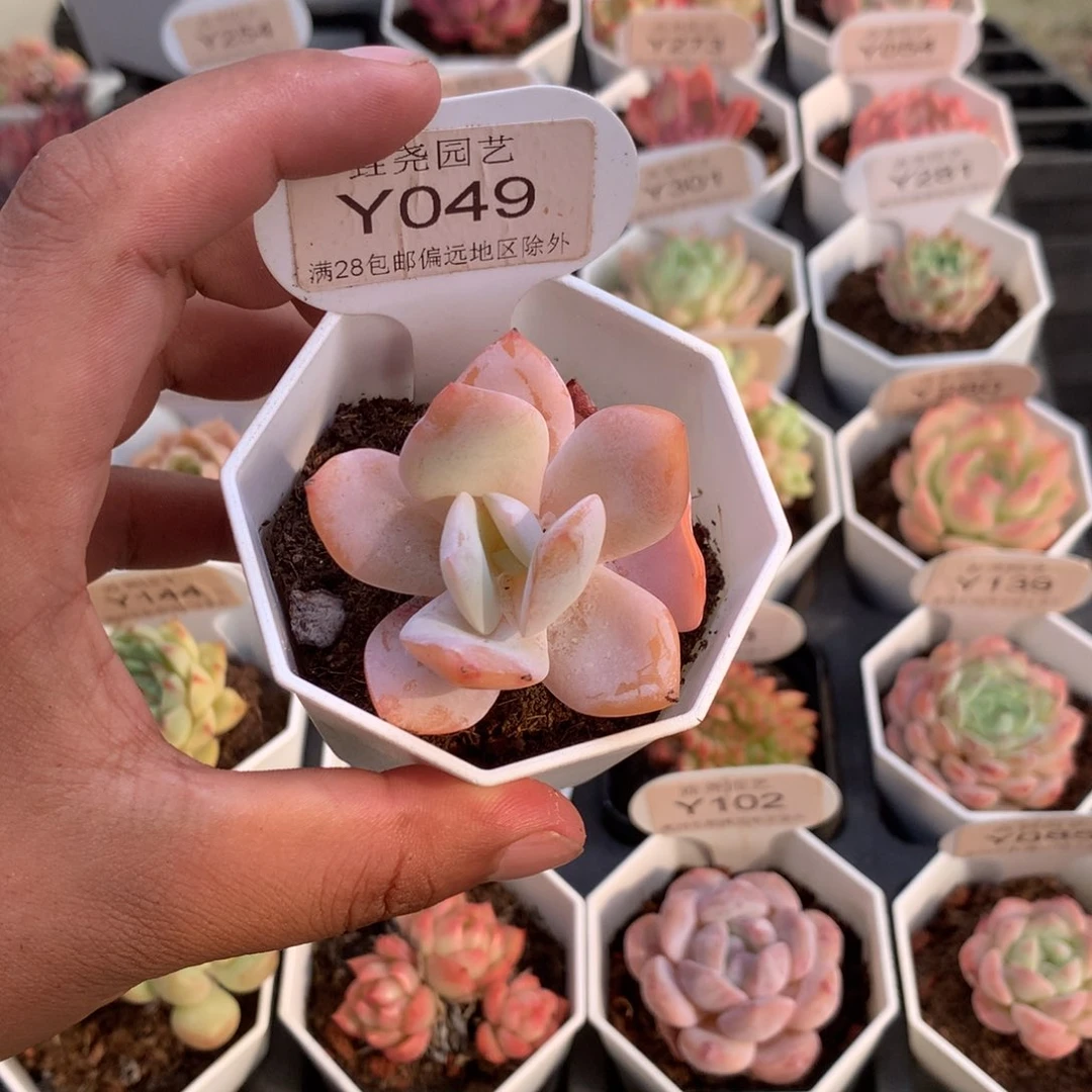 0049奶茶4.0厘米