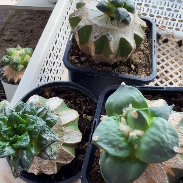 无花朵三颗大尤牛舌怒 叠叶哥斯拉 达摩青瓷