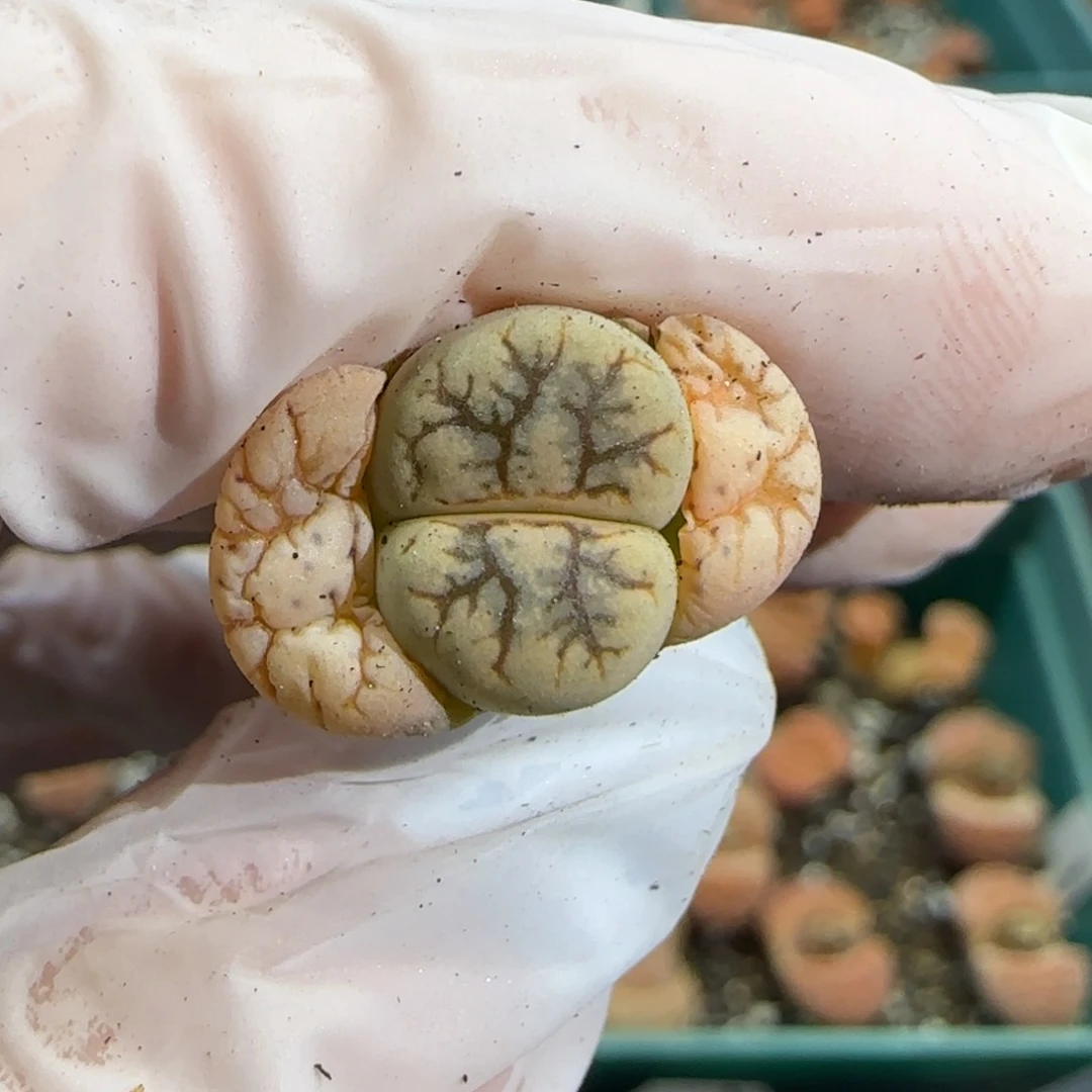 3.25，c188云映连纹小漂亮。9025