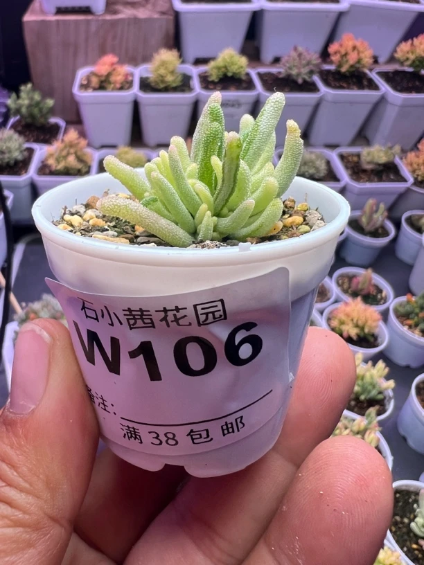 明天你好专拍多肉植物枝干番杏荧光兔白锦