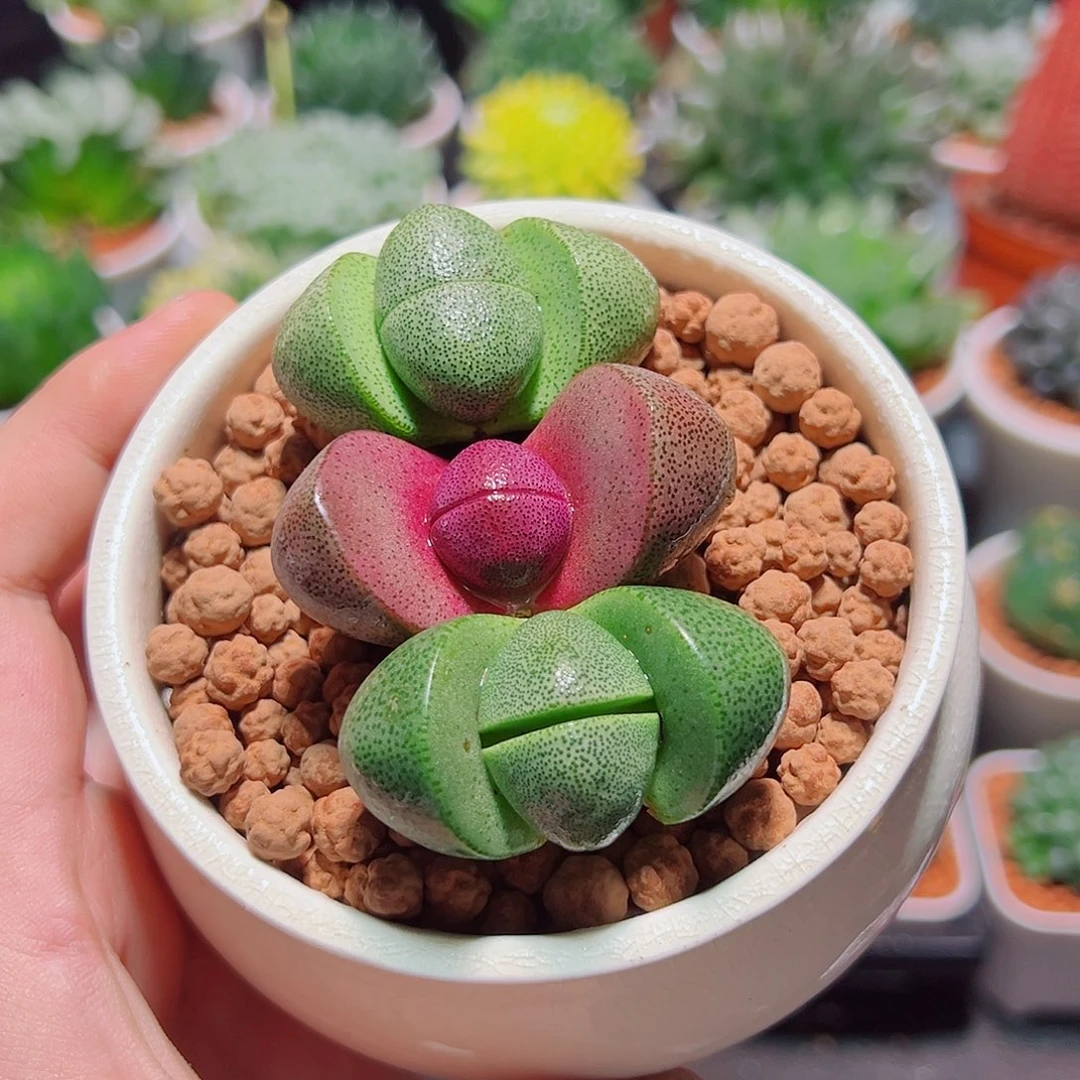 1紫元宝2绿元宝多肉多肉