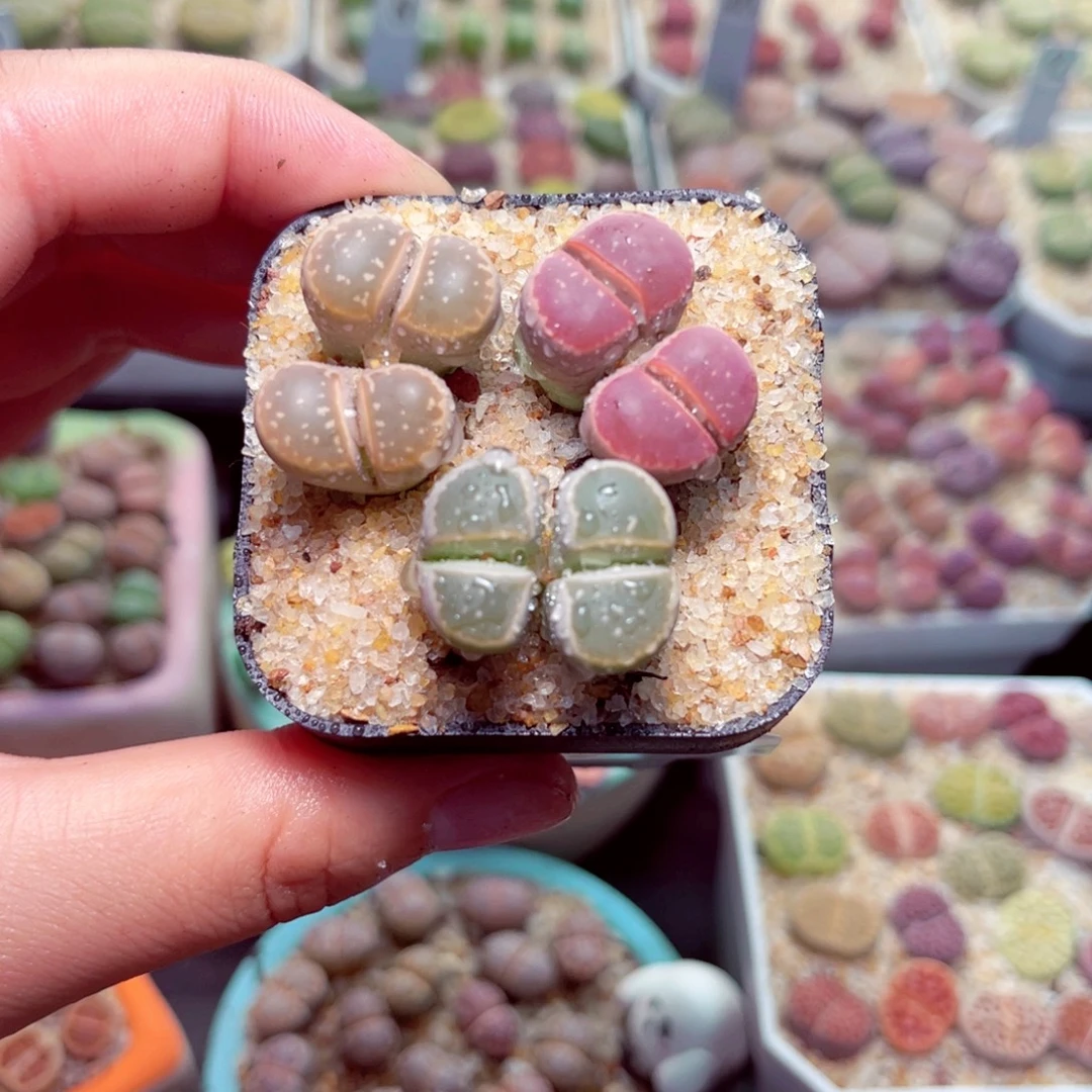 424号带盆包邮发货