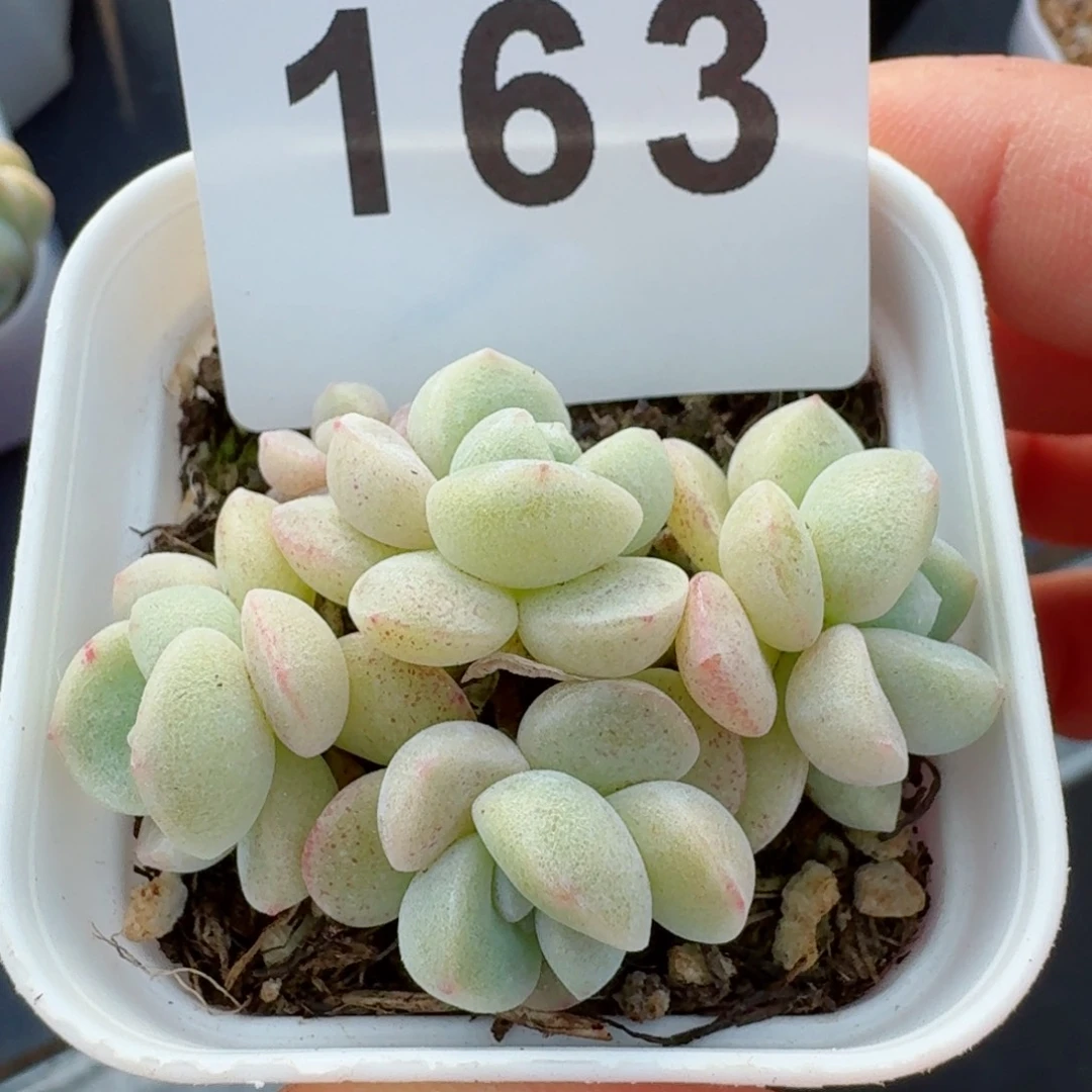 五头小脸冰玉         精品多肉