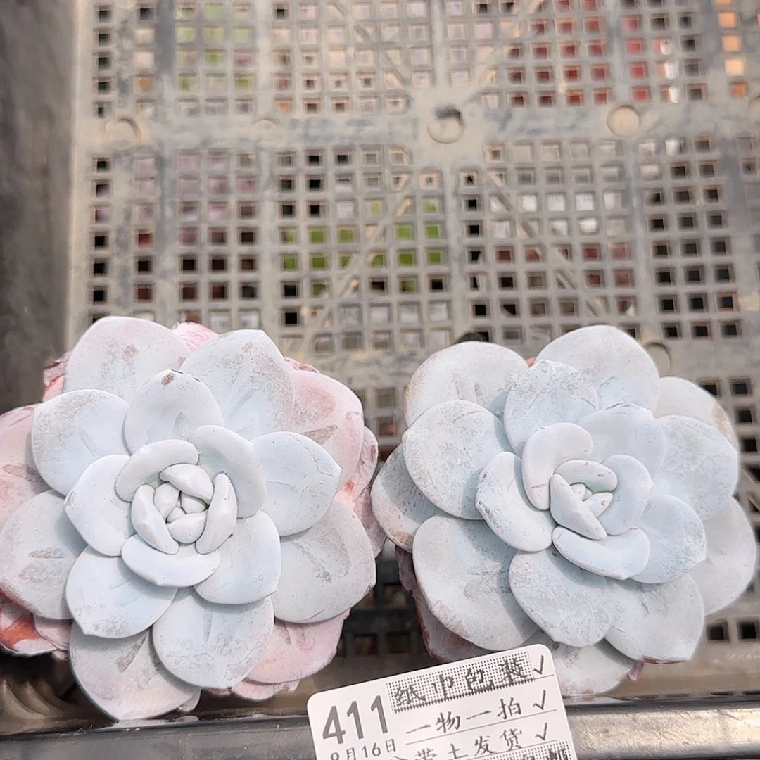 多肉0916-411雪莲