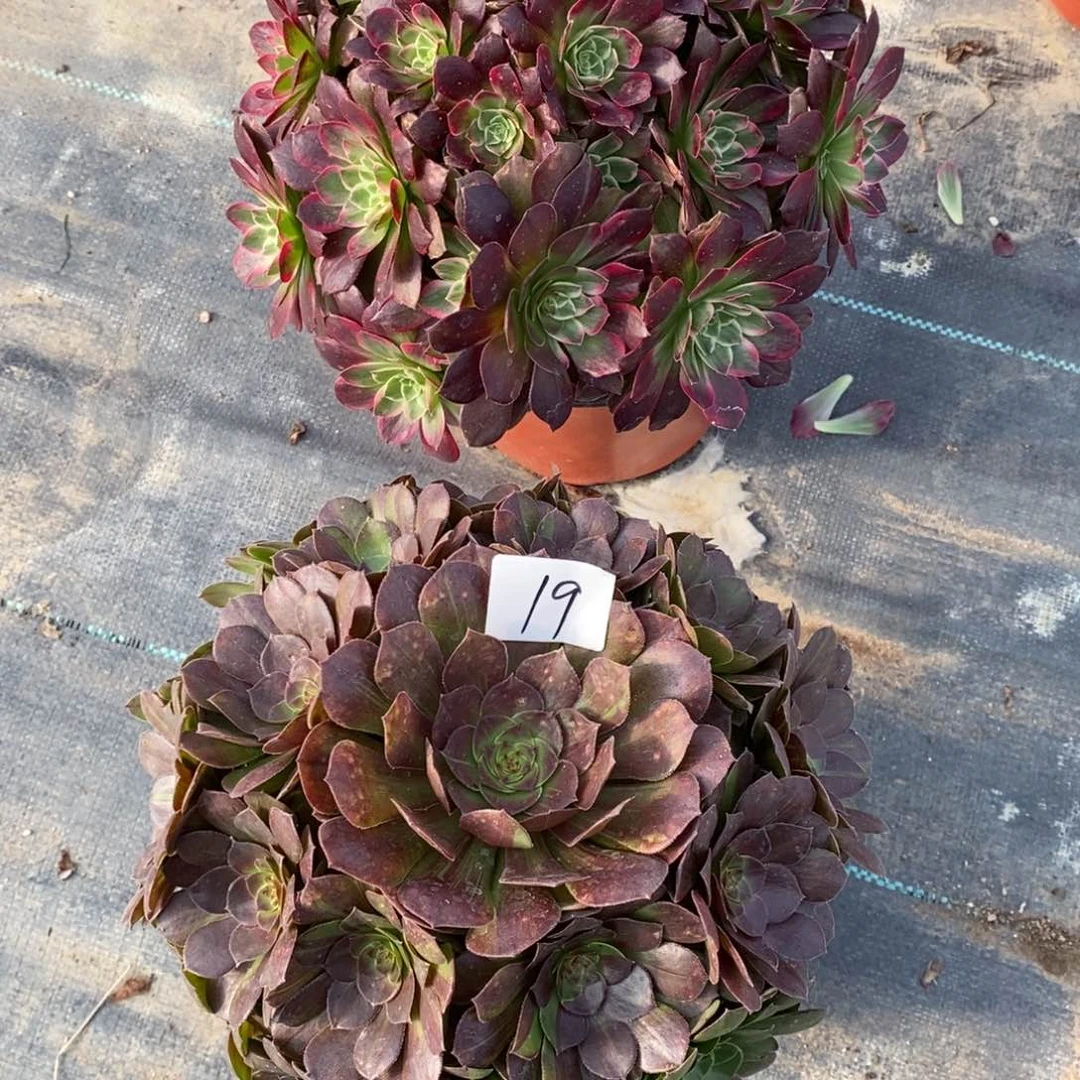 无花朵多肉植物组合拼盘片19