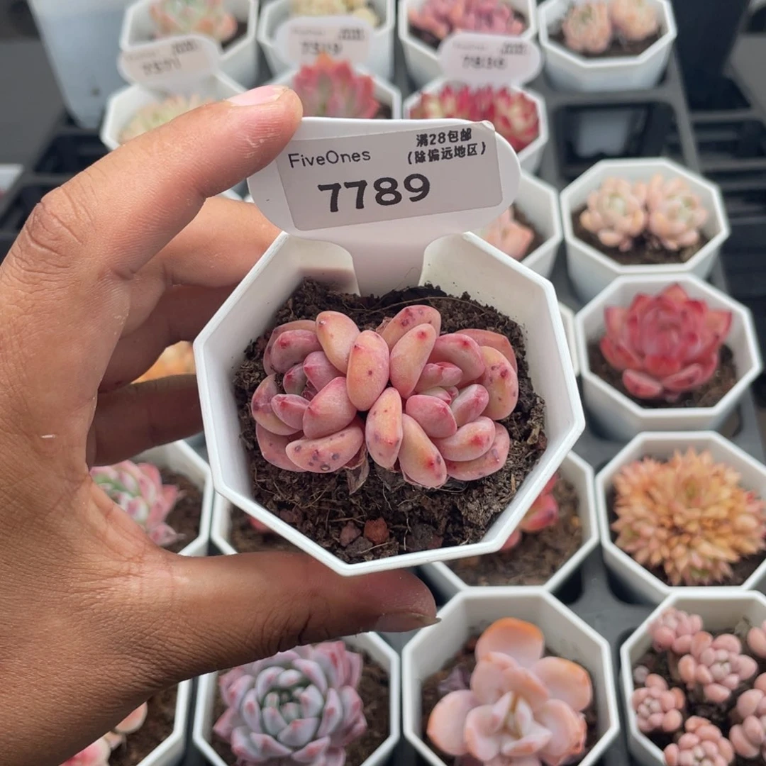 7789林依晨4.5厘米