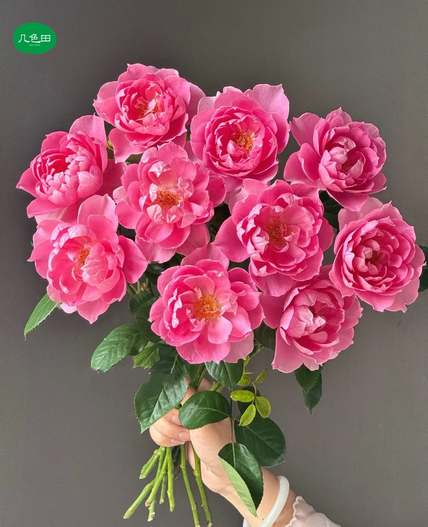 酒醉蝴蝶---稀有单头玫瑰云南直发鲜花云南花插花鲜花