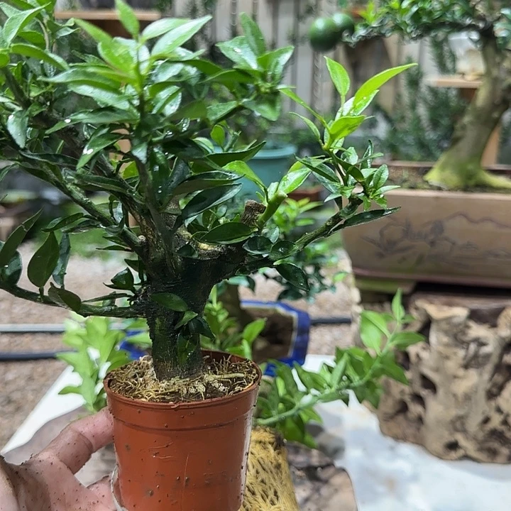 武***面直播间八房柑一物一拍