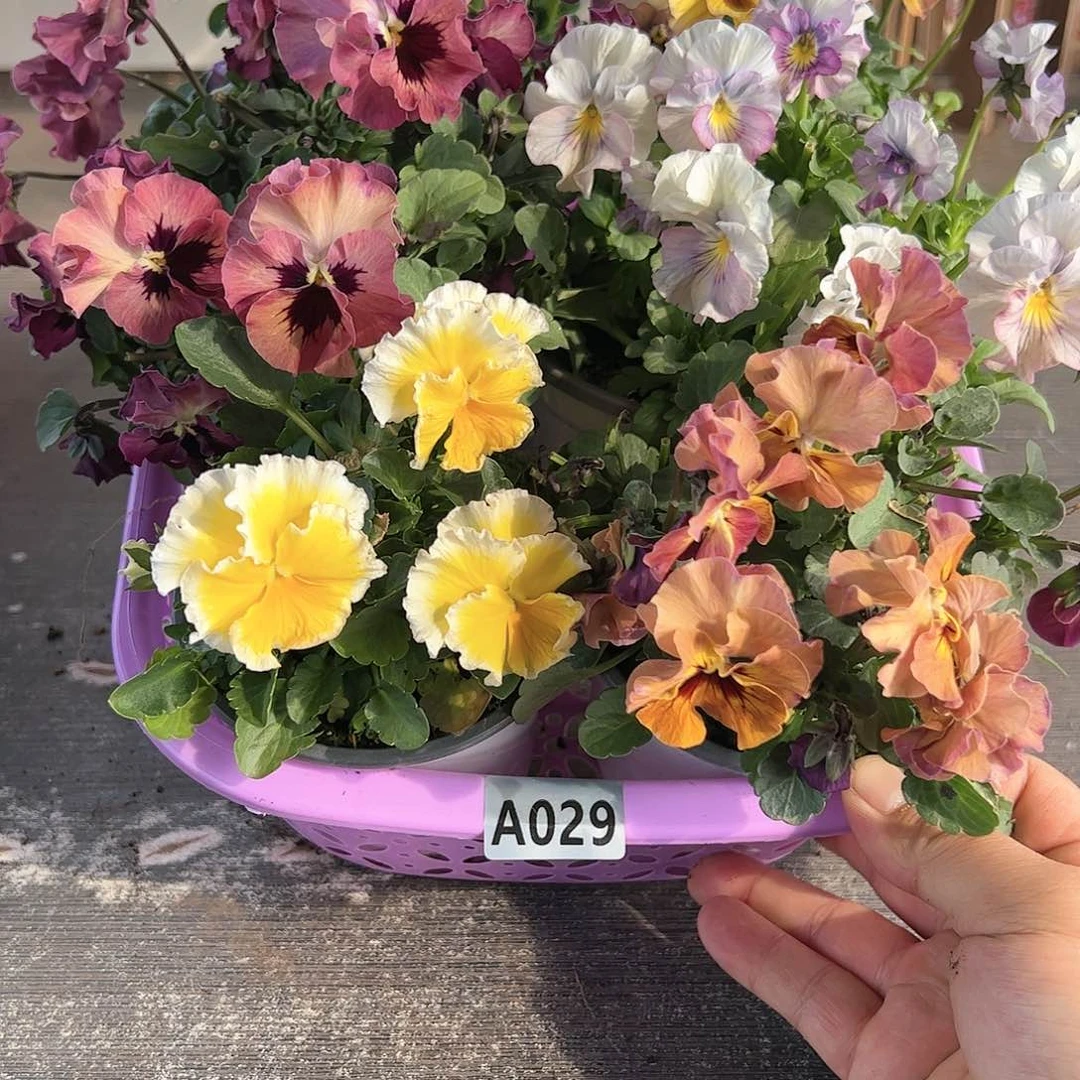 【闪购商品】029号