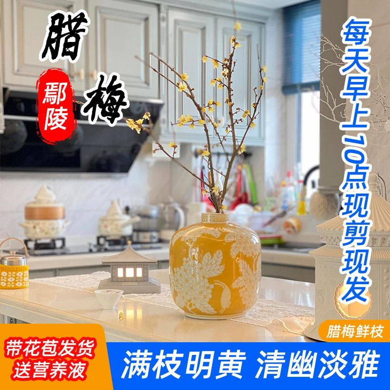 【带花苞】鲜花水培腊梅花枝鲜切花新年花卉年宵花水养梅花干枝室内