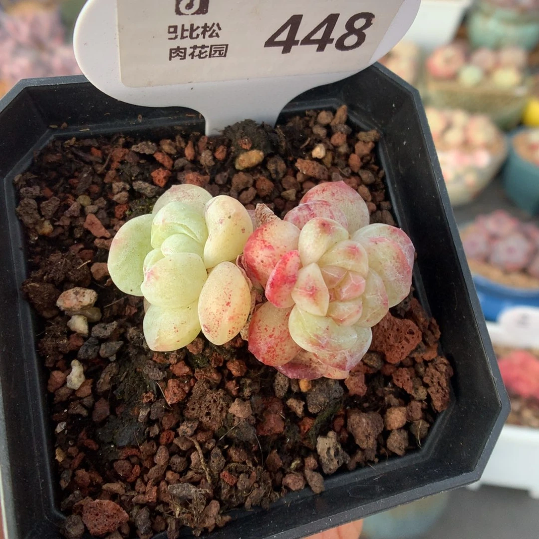 448双头异色福利石化