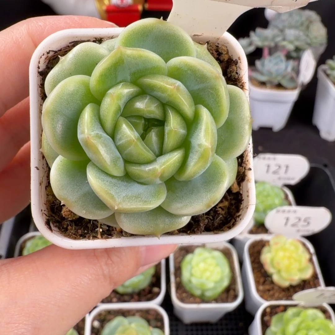 珍妮单头孤品128号