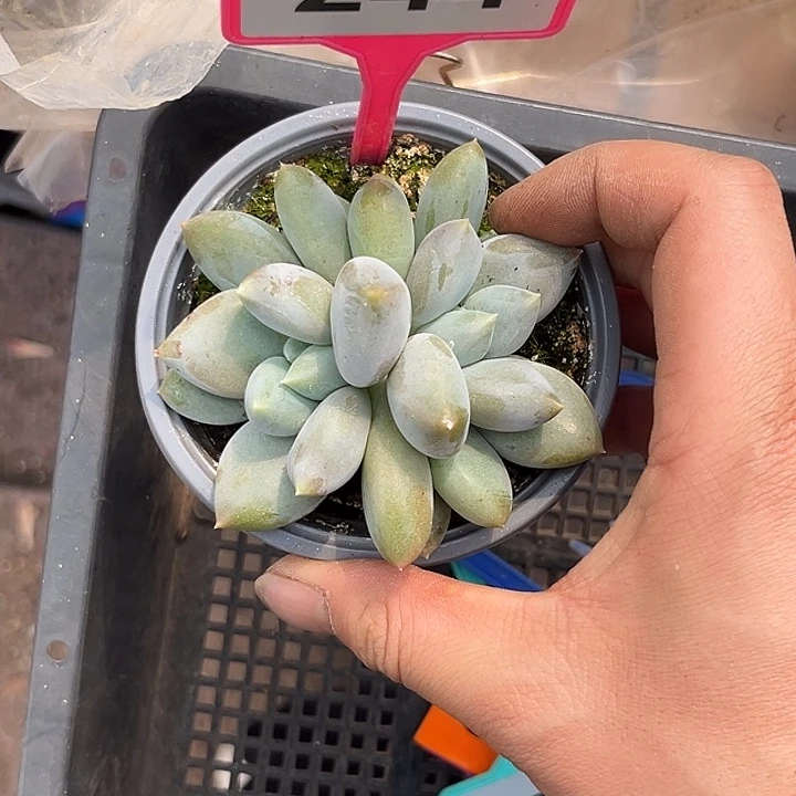 多肉植物胖体哥特244