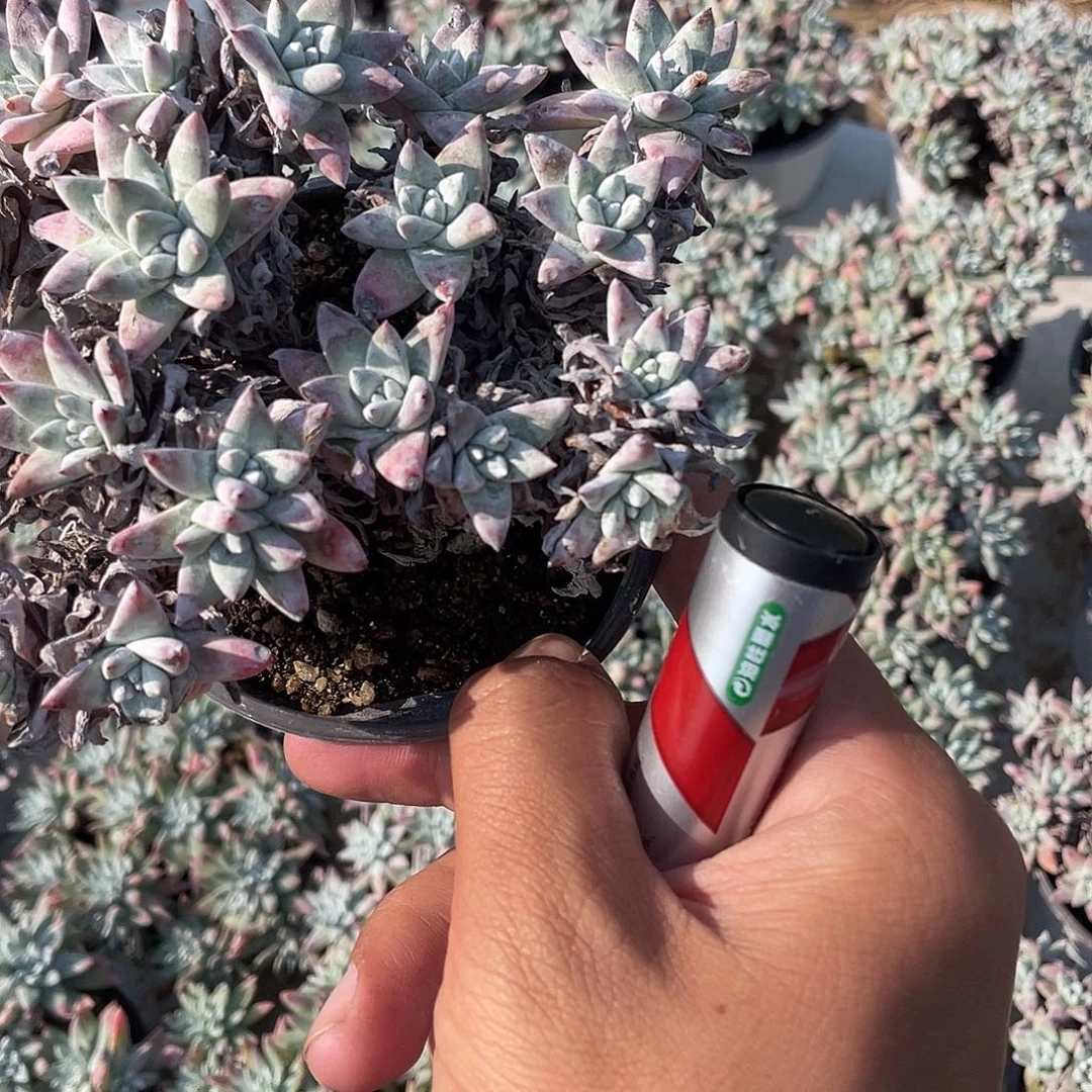 M***C白菊90盆一物一拍一颗