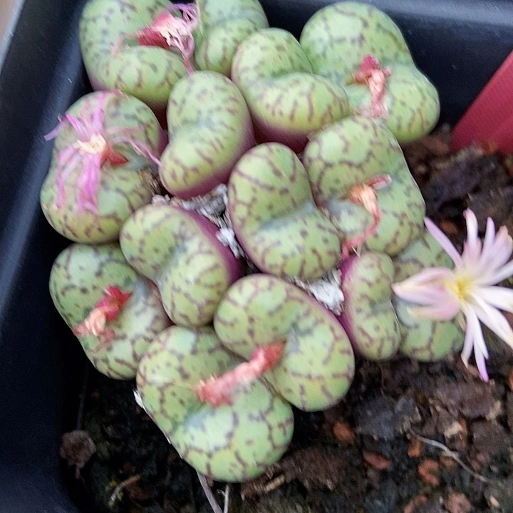 多肉植物肉锥7310多肉