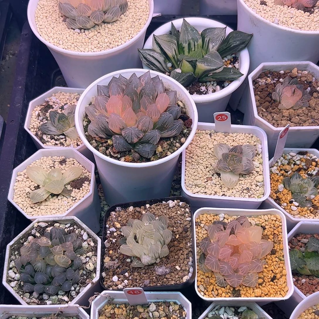 粉***猴青蟹love十二卷多肉植物满