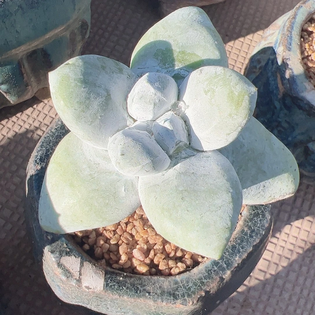 3432海星叶拇指仙女杯