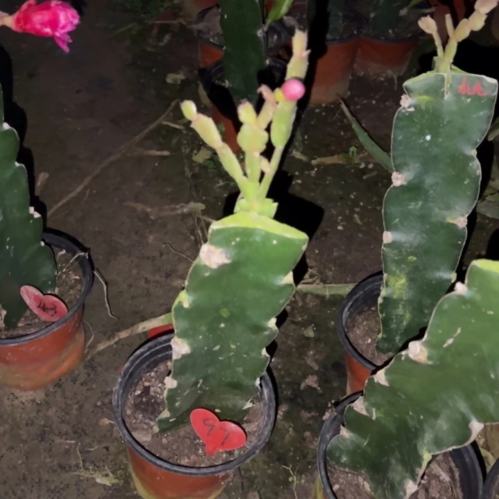 A***9当前无花栽培后可以开花红羽毛97